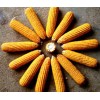 【现款】湖北鄂州宏发饲料厂求购玉米小麦玉米皮麸皮次粉等