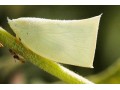 茶树白蛾蜡蝉 (2图)