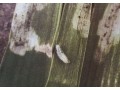 麦黑斑潜叶蝇 (2图)