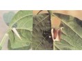 白囊蓑蛾 (1图)