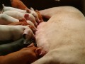 妊娠母猪的饲养管理技术视频 (77播放)