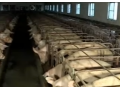 流水线丰产养猪工艺(视频) (94播放)