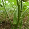 黄秋葵种子 补肾菜种子 羊角豆种子 补肾果种子