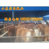 在汉中哪里可以买到肉牛犊 在陕西养殖黄牛适应吗