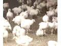塑料大棚养鸡技术视频介绍 (30播放)