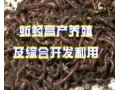 蚯蚓高产养殖及综合开发利用 (110播放)