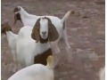 波尔山羊养殖方法视频介绍 (127播放)