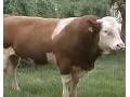 养牛技术视频之肉牛养殖技术视频介绍 (66播放)
