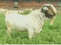 波尔山羊养殖技术视频-致富经养羊 (76播放)