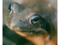中国林蛙美国牛蛙美国青蛙养殖技术视频 (40播放)