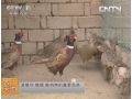 七彩山鸡的养殖技术视频 (102播放)