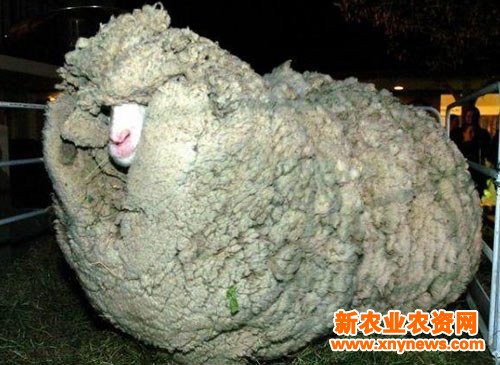 新西兰一只绵羊