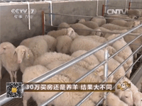 30万买房还是养羊 结果大不同-湖羊养殖视频 (143播放)
