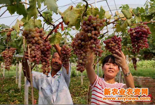 生态农业 葡萄