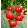 米兰518—高端精品粉果番茄高产精品率最优品种