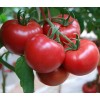 里昂198—越冬高产精品番茄硬粉最优品种