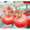 哥伦比亚—越冬高产耐低温弱光硬粉番茄品种