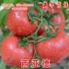 西亚德--越冬番茄种子 进口西红柿种子