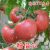 粉倍尔抗TY番茄种子  优质西红柿种子