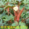 红秋葵种子