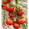 科尔种业供应雷特--抗TY大红番茄种子，早熟大红西红柿种子