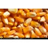 采购高粱、糯米、小（曲）麦、玉米、稻谷（谷壳）、大豆等原材料