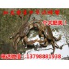 安县平武水产批发供应淡水中华螃蟹,优质人工台湾中华螃蟹