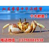 简阳市眉山水产市场淡水中华螃蟹批发商,纯种台湾中华螃蟹供应