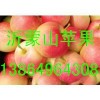 辽伏/藤木苹果批发山东早熟苹果供应价格