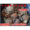 麻阳新晃水产市场中华螃蟹价格,淡水中华螃蟹批发商