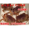 芷江靖州水产市场中华螃蟹价格,淡水中华螃蟹批发商