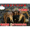通道双峰县水产市场中华螃蟹价格,淡水中华螃蟹批发商