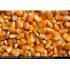 大量求购玉米、高粱、大米、小麦、碎米、糯米、大豆