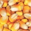 枣阳傲生养殖常年求购玉米碎米大豆次粉麸皮油糠豆粕等饲料原料