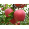 山东苹果多少钱一斤？|山东红富士苹果|山东苹果批发市场价格