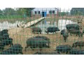 河南林州藏香猪养殖基地
