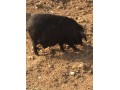 供应焦作禾泰肉品系列藏香猪养殖基地