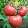 早春拱棚粉果西红柿品种——维纳斯108