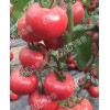 供应早熟西红柿种子|奥锦188|超早熟