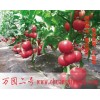 江苏西红柿种子批发|万园二号|寿光创新种子有限公司