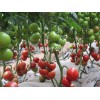 万园一号|高产西红柿种子|寿光创新种子有限公司