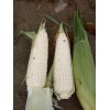2017第十三届中国鲜食玉米大会试种基地品种征集通知