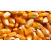 四川绵竹纵翔常年求购玉米 ，小麦，大米等饲料原料