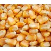 求购玉米油糠麸皮碎米等汉江畜禽养殖