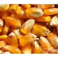 长期大量求购玉米荞麦黄豆高粱碎米等粮油作物